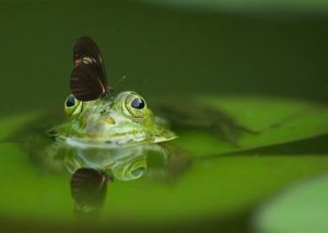 Smalti-all-acqua-veneto